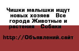   Чишки-малышки ищут новых хозяев - Все города Животные и растения » Собаки   